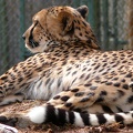 Cheetah f1 c