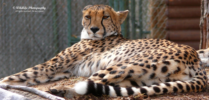 Cheetah_f2_c.jpg