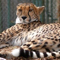 Cheetah f2 c