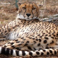 Cheetah f3 c