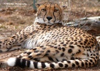 Cheetah f3 c