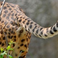 Female cheetah pussy
