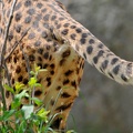 Peeing Female Cheetah 1