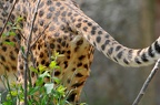 Peeing Female Cheetah 1