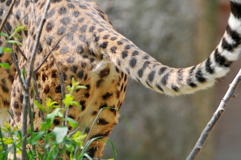 Peeing_Female_Cheetah_2.jpg