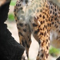 Peeing_Female_Cheetah_3.jpg