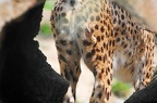 Peeing Female Cheetah 3