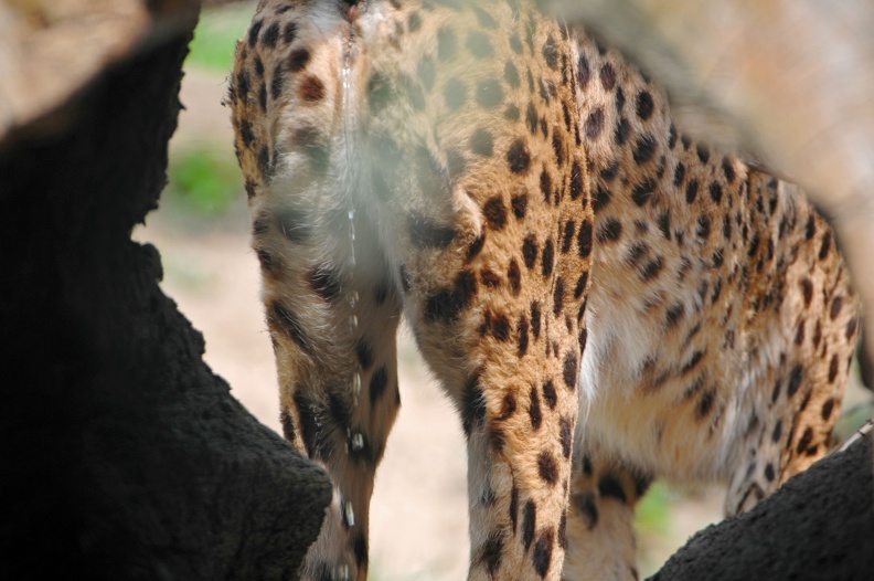 Peeing_Female_Cheetah_4.jpg