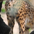 Peeing_Female_Cheetah_4.jpg