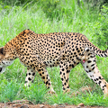 CheetahPenis1