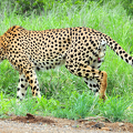CheetahPenis2