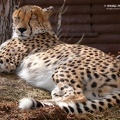 Cheetah m1 c