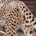 Cheetah m2 c