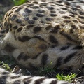 cheetah b 01s