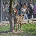 cheetah b 02s