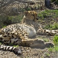 cheetah b 03s