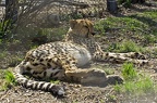 cheetah b 03s