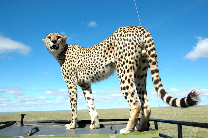 cheetah_on_car.jpg
