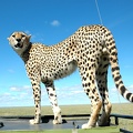 cheetah on car