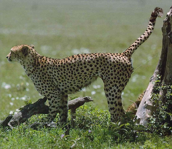 cheetah spraying