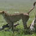 cheetah spraying