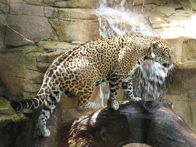 Jaguar_Falls_by_bejeweledhope.jpg