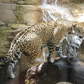 Jaguar Falls by bejeweledhope