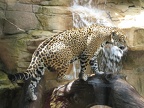 Jaguar Falls by bejeweledhope