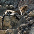Lazy Jaguar by all4athena