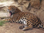 jaguar by ub3rm3nsch