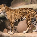 young jaguar 3 by ificouldflylikeyou d3fsi3k