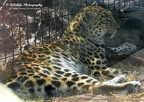 Leopardess1 c