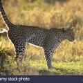 african-leopard-panthera-pardus-scent-marking-a-tree-on-the-serengeti-A0DYGR