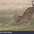 leopard-stretching-panthera-pardus-B3E22H.jpg