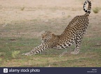 leopard-stretching-panthera-pardus-B3E22H