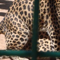 two females leopards 0221