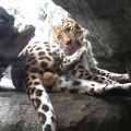 LeopardBalls.jpg