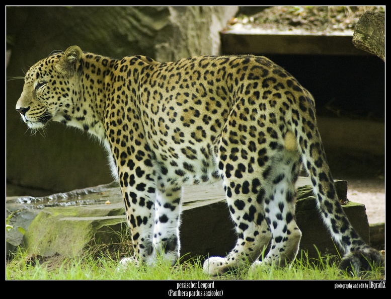 Leopard by IBgrafiX