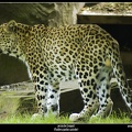 Leopard_by_IBgrafiX.jpg