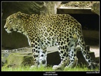 Leopard by IBgrafiX