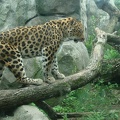 amur leopard nose lick by pikachuchi1211 d41cdhg