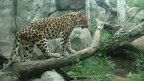 amur leopard nose lick by pikachuchi1211 d41cdhg