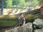 leopard 2 17may2005 comica