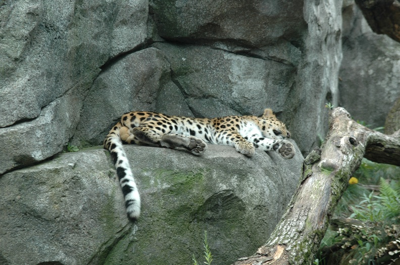 loungin_leopard_by_highlyimprobable_d45zqrq.jpg