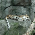 loungin_leopard_by_highlyimprobable_d45zqrq.jpg
