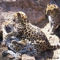 Leopard Play by thats really wierd