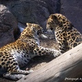Leopards at Play 2 by thats really wierd