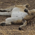 Panthera leo - lioness rest