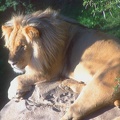 CPT_Little_Karoo_Oudtshoorn_Cango_Wildlife_Ranch_Cheetahland_lion_b.jpg