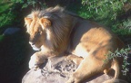 CPT Little Karoo Oudtshoorn Cango Wildlife Ranch Cheetahland lion b